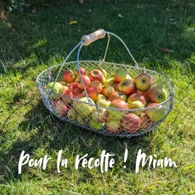 panier-recolte